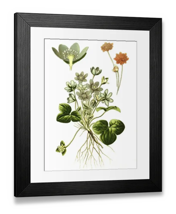 Framed Print : Common Hepatica (Anemone Hepatica)