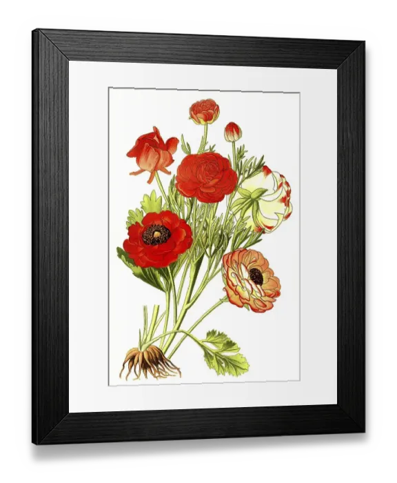 Framed Print : The Persian buttercup (Ranunculus asiaticus) Framed Print : The Persian buttercup (Ranunculus asiaticus)