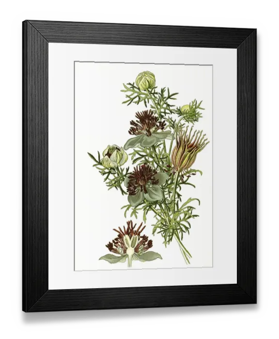 Framed Print : Nigella hispanica, Spanish Fennel Flower