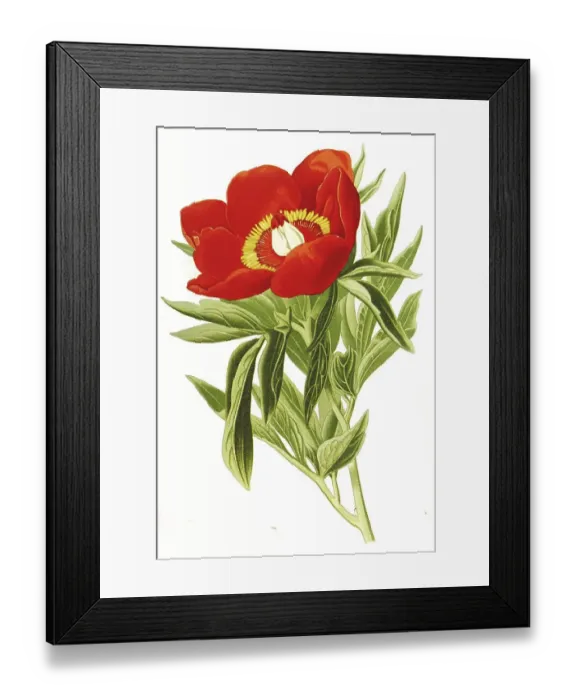 Framed Print : Common peony, also real peony, peasant peony