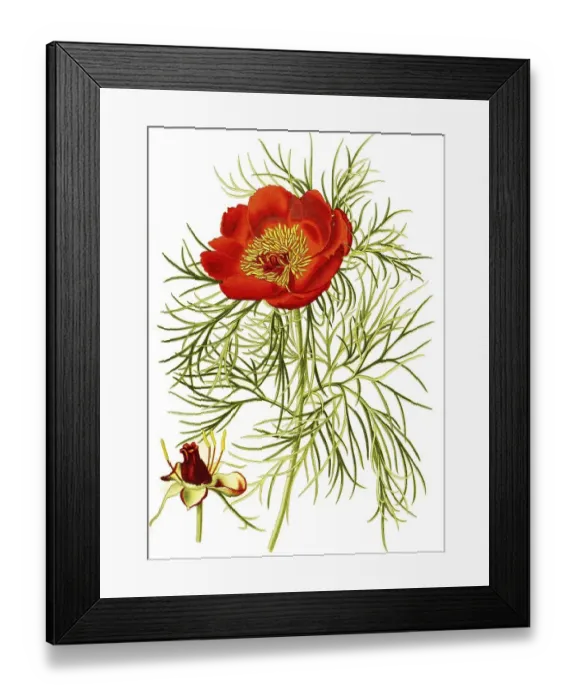 Framed Print : Common peony, also real peony, peasant peony
