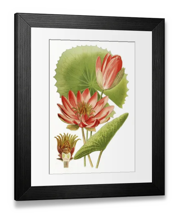 Framed Print : Water lily (Nymphaea) lotus var rubra Framed Print : Water lily (Nymphaea) lotus var rubra
