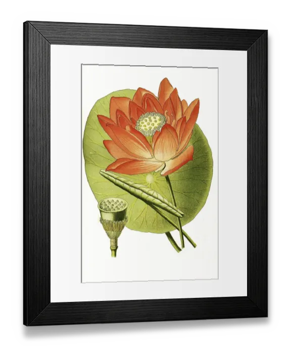 Framed Print : Nelumbium speciosum, Indian lotus