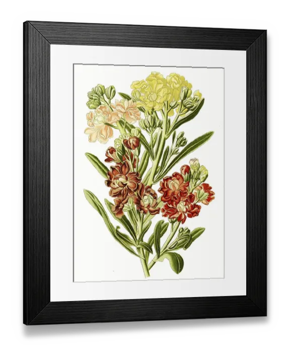 Framed Print : Mathiola annua, Levkoje, digital