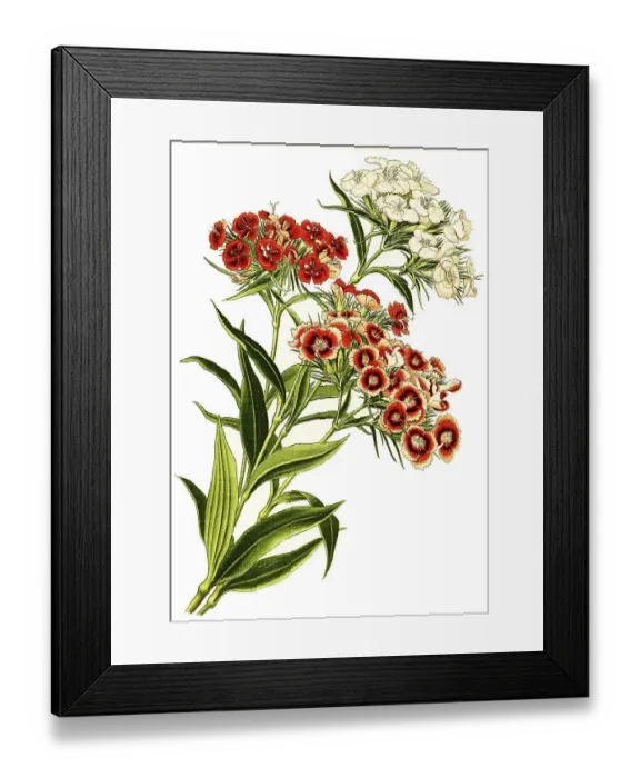 Framed Print : Sweet william (Dianthus barbatus)