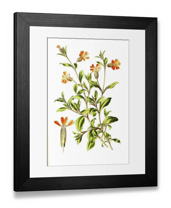 Framed Print : Drooping catchfly, hanging campion (Silene pendula)