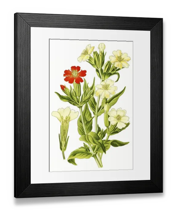 Framed Print : Lychnis fulgend, Burning Love, also scarlet campion Framed Print : Lychnis fulgend, Burning Love, also scarlet campion