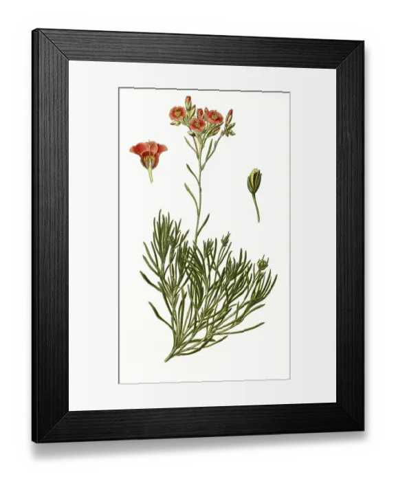 Framed Print : Calandrinia umbellata, rock purslane
