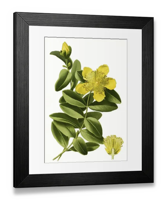 Framed Print : Calycinum, Rose of Sharon, Greater st john's wort (Hypericum)