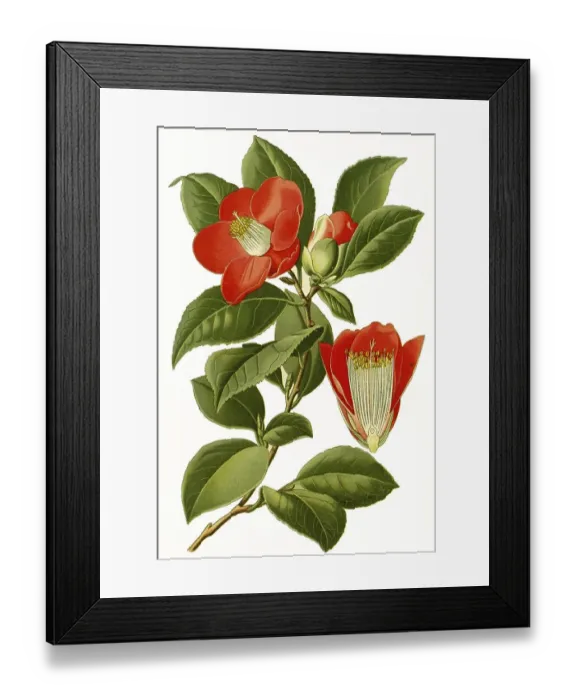 Framed Print : Cemellia japonica, Camellia, common camellia