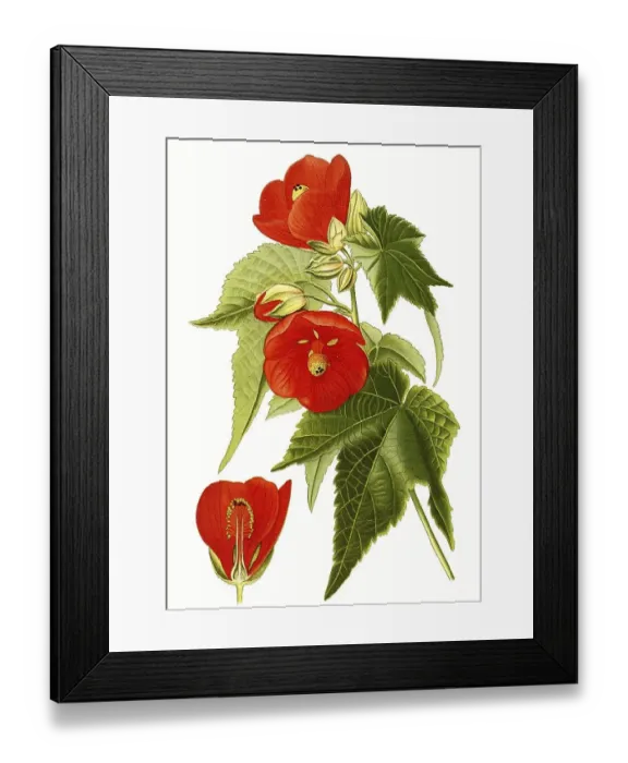 Framed Print : Abutilon venoso striatum, mallow