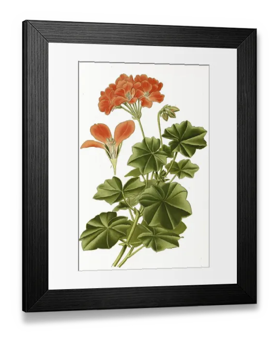 Framed Print : Pelargonium lateripes, Pelargonium