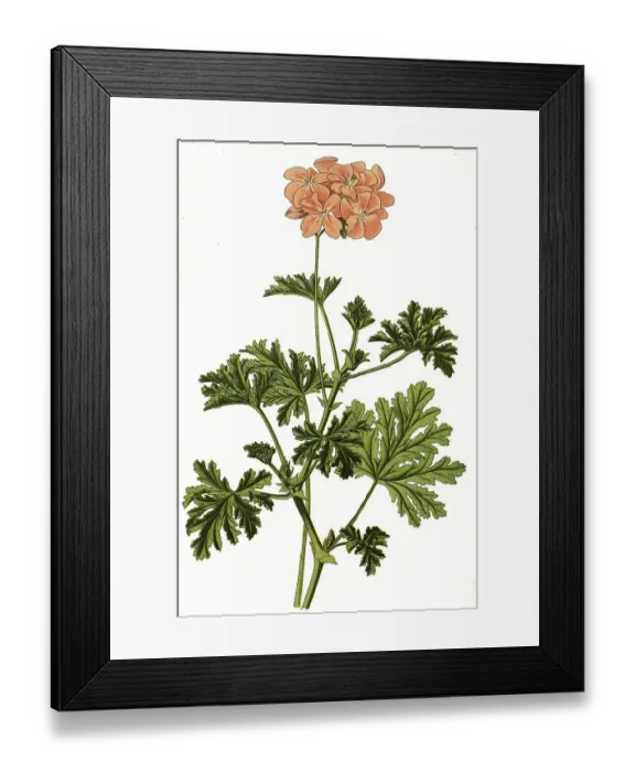 Framed Print : Pelargonium graveolens, Oak-Leaf Geranium Framed Print : Pelargonium graveolens, Oak-Leaf Geranium