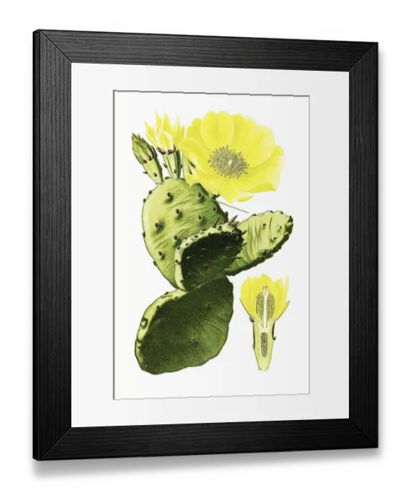 Framed Print : Vulgaris, Indian fig opuntia (Opuntia ficus-indica)