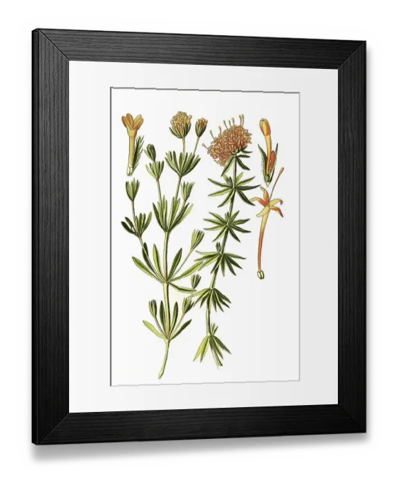 Framed Print : Asperula (orientalis), Crossworts