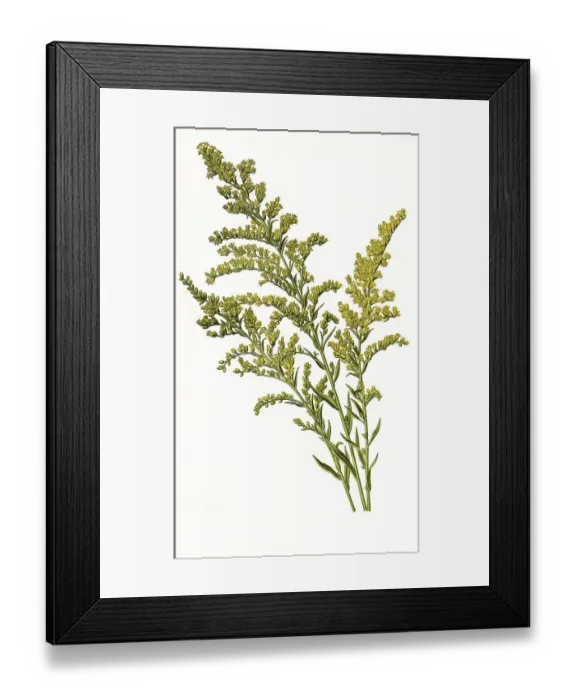 Framed Print : Canadensis, Canada goldenrod (Solidago) Framed Print : Canadensis, Canada goldenrod (Solidago)