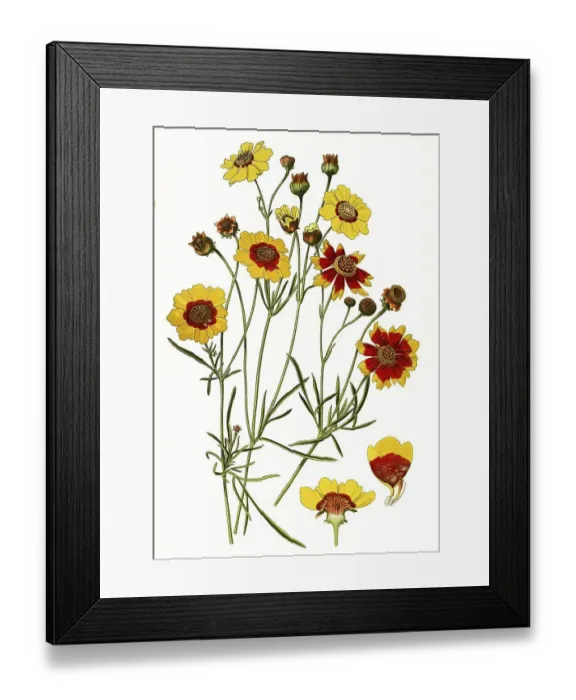 Framed Print : Coreopsis tinctoria, Plains coreopsis