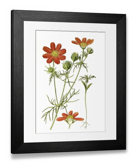 Framed Print : Garden cosmos or Mexican (Cosmos bipinnatus) aster Framed Print : Garden cosmos or Mexican (Cosmos bipinnatus) aster