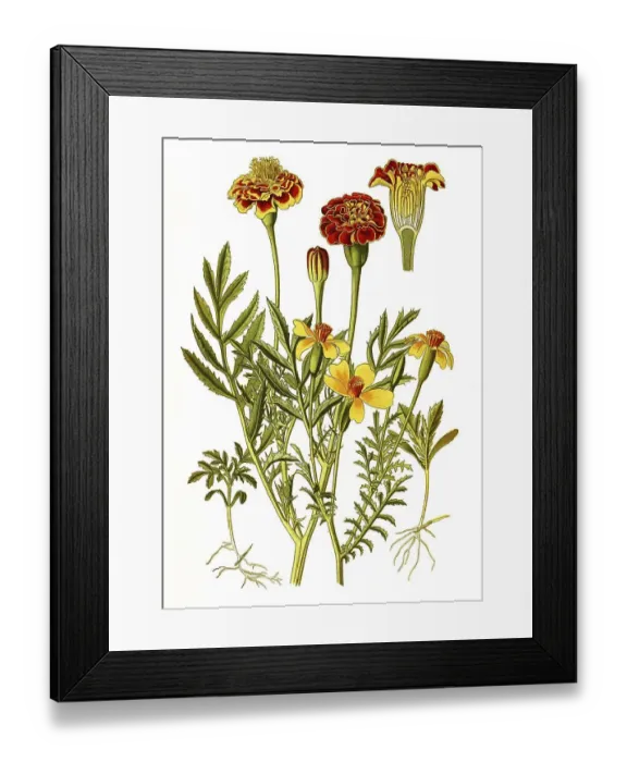 Framed Print : Tagetes patula, French Marigold