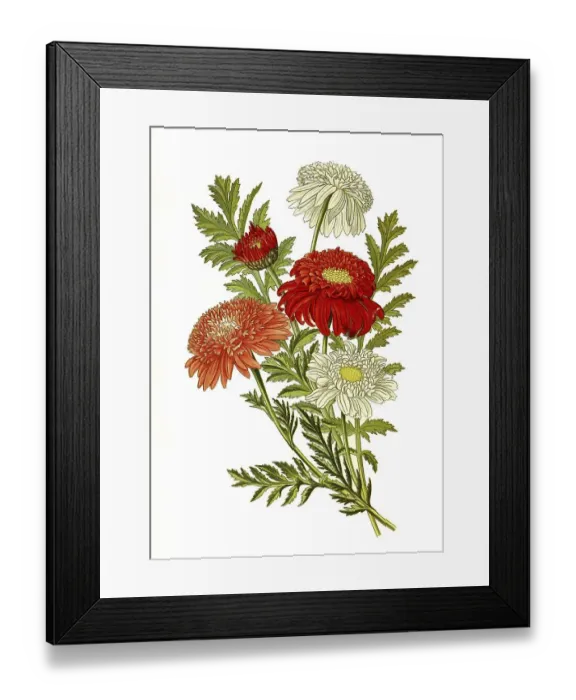 Framed Print : Tanacetum (Pyrethrum) roseum, Tanacetum coccineum