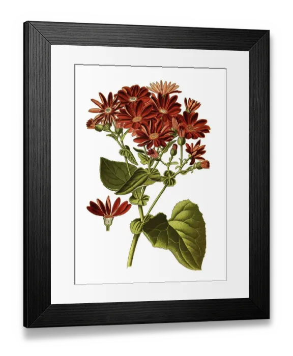 Framed Print : Senecio cruentus, Cineraria, leafy daisy and leafy fleabane