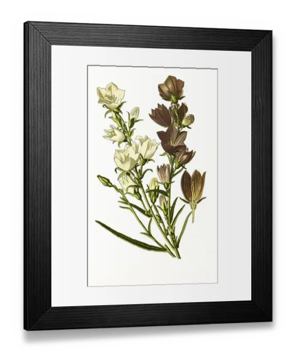 Framed Print : Peach-leaved bell-flower, digitally restored reproduction of an original from the 19th century