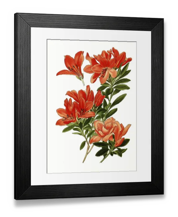 Framed Print : Azalea Indica, Azalea, Satsuki azalea