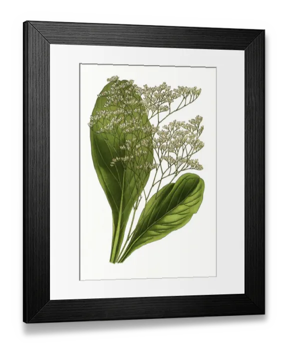 Framed Print : Statice latifolia, Sea Lavender Framed Print : Statice latifolia, Sea Lavender