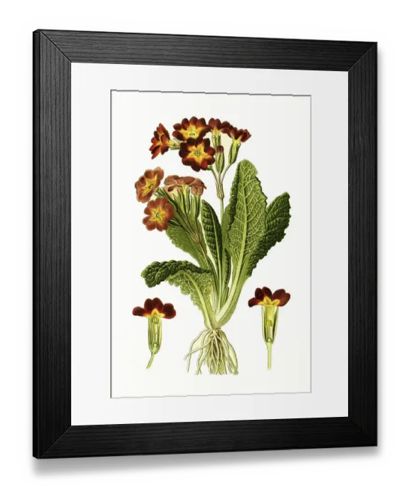 Framed Print : Variabilis, polyanthus, cowslip Framed Print : Variabilis, polyanthus, cowslip
