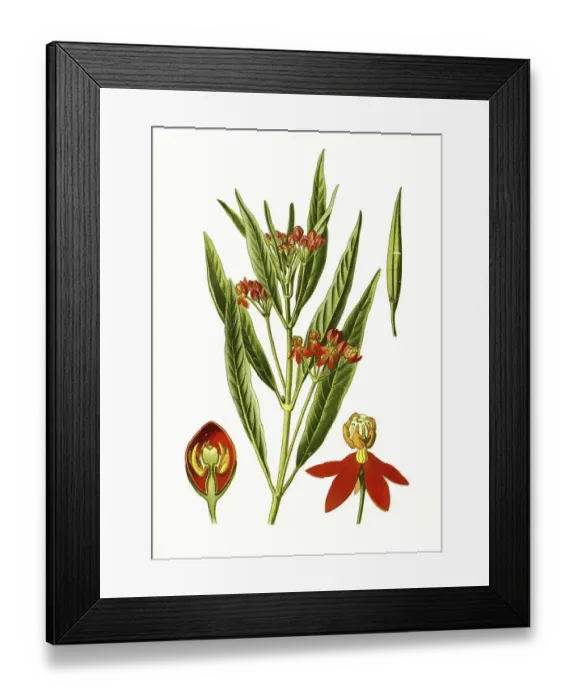 Framed Print : Asclepias curassavica, Redhead