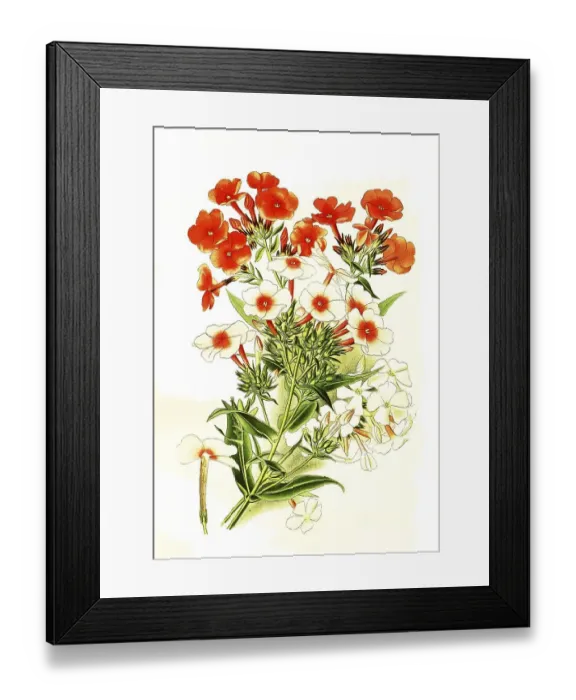Framed Print : Garden phlox, perennial phlox or summer phlox Framed Print : Garden phlox, perennial phlox or summer phlox