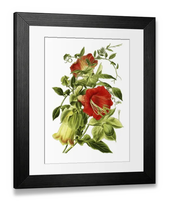 Framed Print : Cup-and-saucer vine (Cobaea scandens) Framed Print : Cup-and-saucer vine (Cobaea scandens)