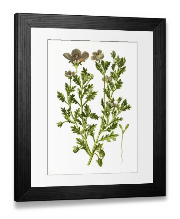 Framed Print : Nemophila insignis, baby blue eyes