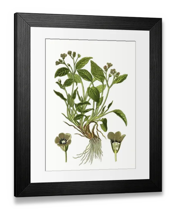 Framed Print : Creeping navelwort (Omphalodes verna) or blue-eyed-Mary