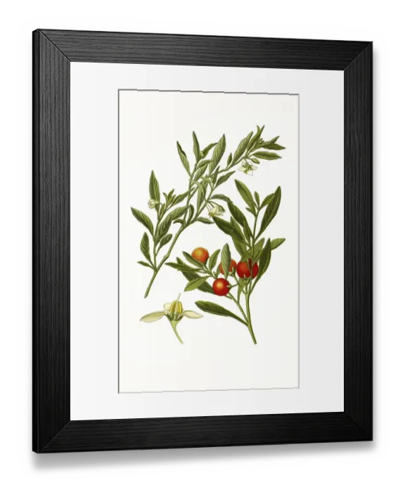 Framed Print : Solanum capsicastrum, Solanum pseudocapsicum