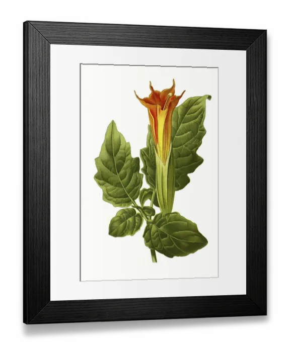 Framed Print : Angel's trumpet (Datura) (Brugmansia) sanguinea