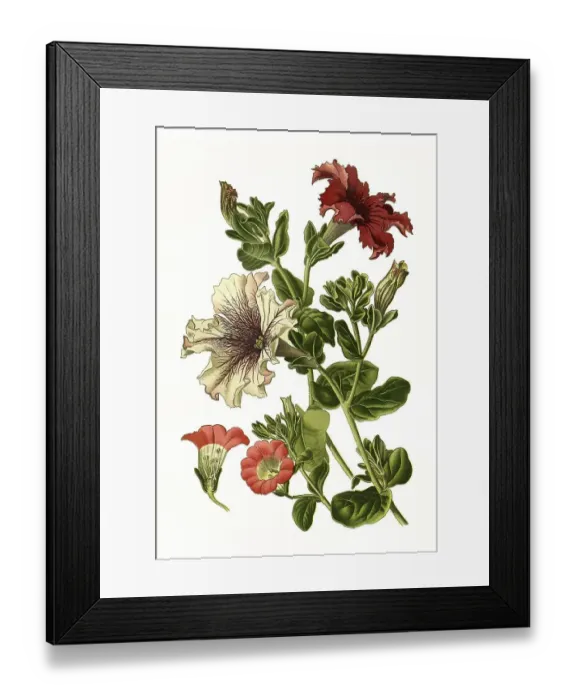 Framed Print : Petunias hybrid, Petunia, Petunia