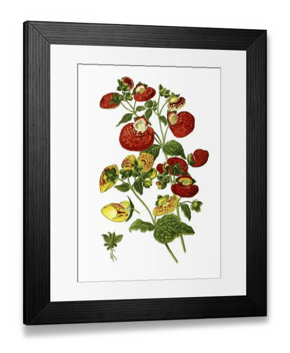 Framed Print : Hybrida, Herbaceous, lady's purse Framed Print : Hybrida, Herbaceous, lady's purse