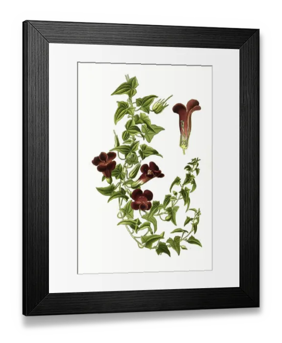 Framed Print : Maurandya barclayana, angels trumpet