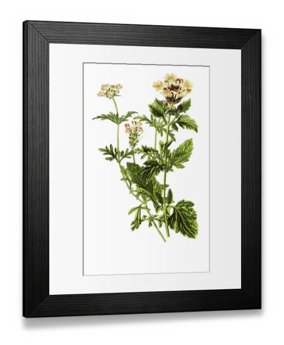 Framed Print : Verbena aubletia, Verbena tenera Framed Print : Verbena aubletia, Verbena tenera