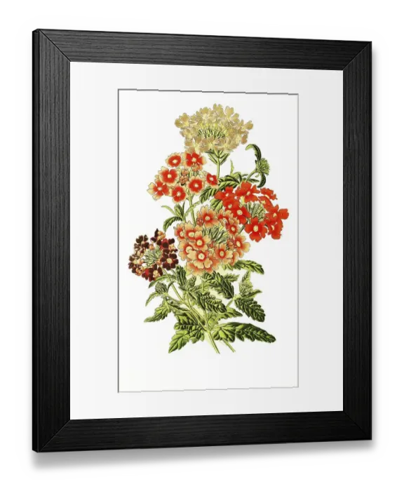 Framed Print : Verbena hybrida, Bedding Verbenas Framed Print : Verbena hybrida, Bedding Verbenas