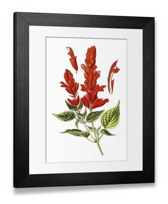 Framed Print : Scarlet Sage, tropical sage (Salvia splendens)