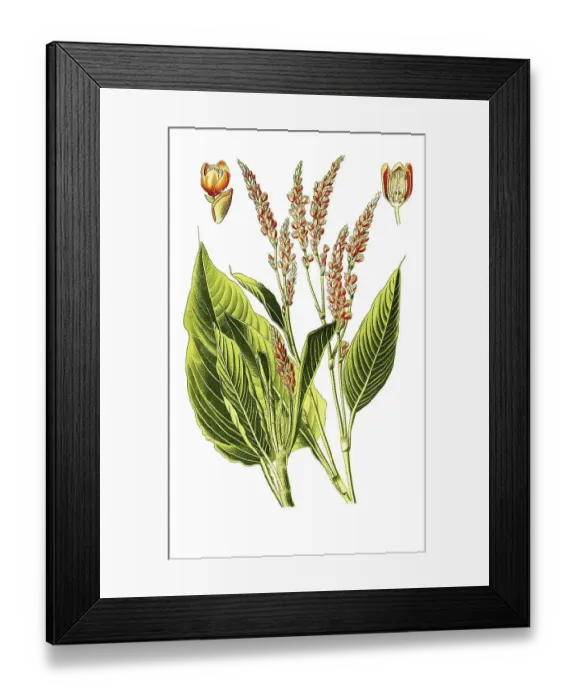 Framed Print : Polygonum orientale, Eastern Knotweed