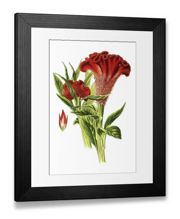 Framed Print : Cockscomb (Celosia) cristata, Cocks Comb