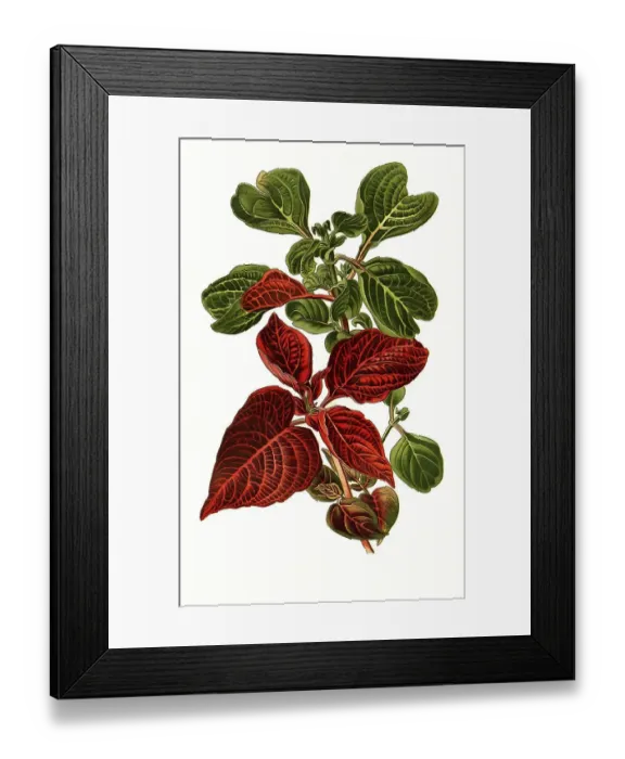 Framed Print : Iresine herbstii va acuminata, var aureo-reticutata