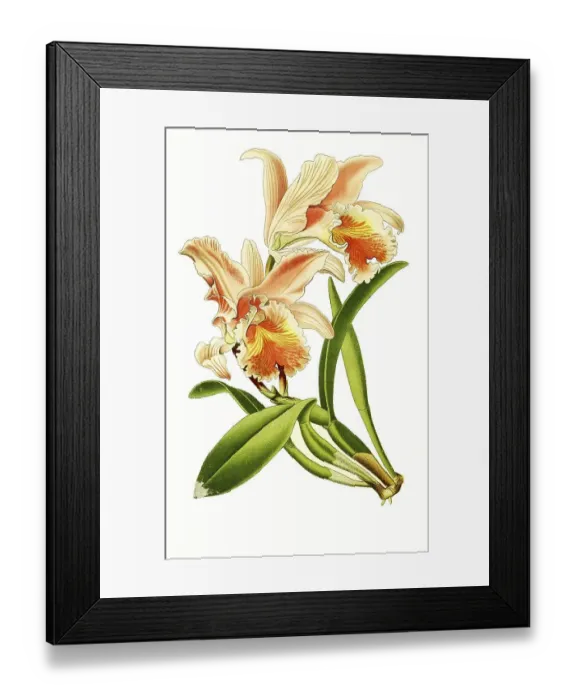 Framed Print : Cattleya mossiae, Moss Cattleys Framed Print : Cattleya mossiae, Moss Cattleys
