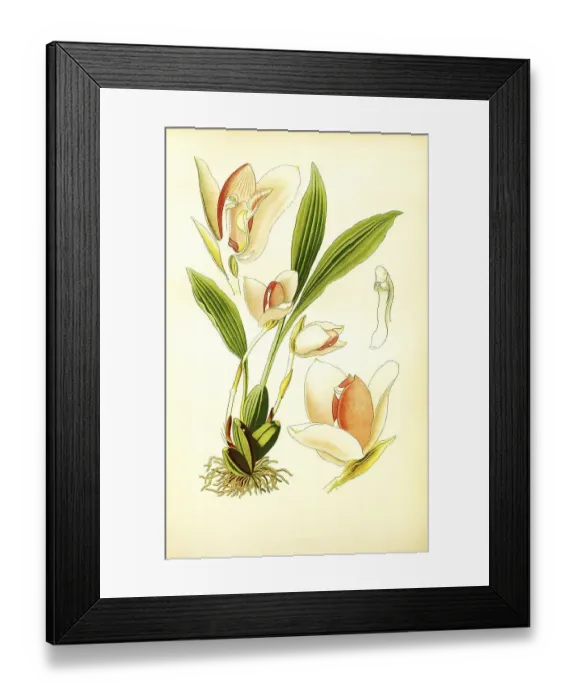 Framed Print : Lycaste skinneri, Lycaste virginalis Framed Print : Lycaste skinneri, Lycaste virginalis