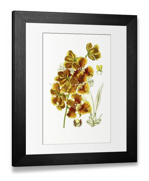Framed Print : Oncidium forbesii, orchid, orchid Framed Print : Oncidium forbesii, orchid, orchid