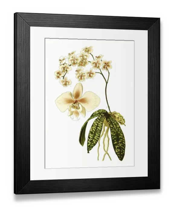 Framed Print : Phalaenopsis schilleriana, orchid