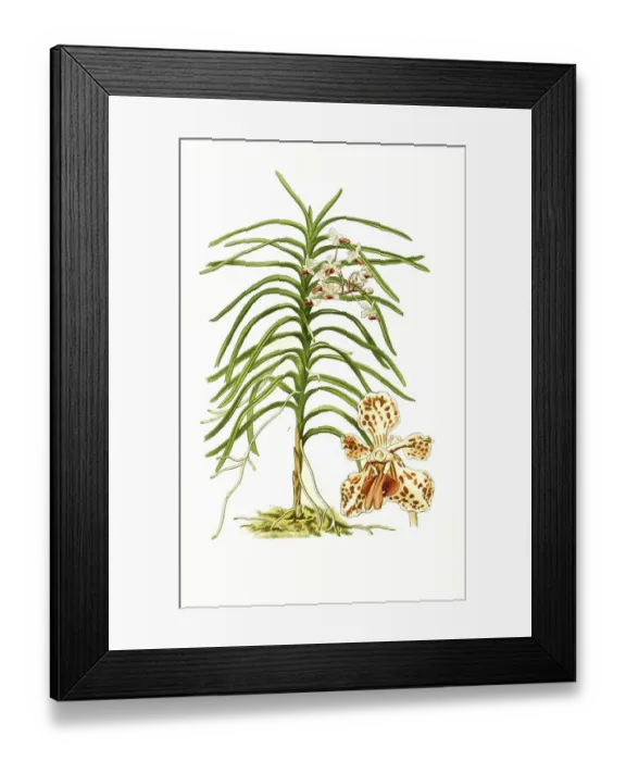 Framed Print : Vanda tricolor, orchid, orchid Framed Print : Vanda tricolor, orchid, orchid